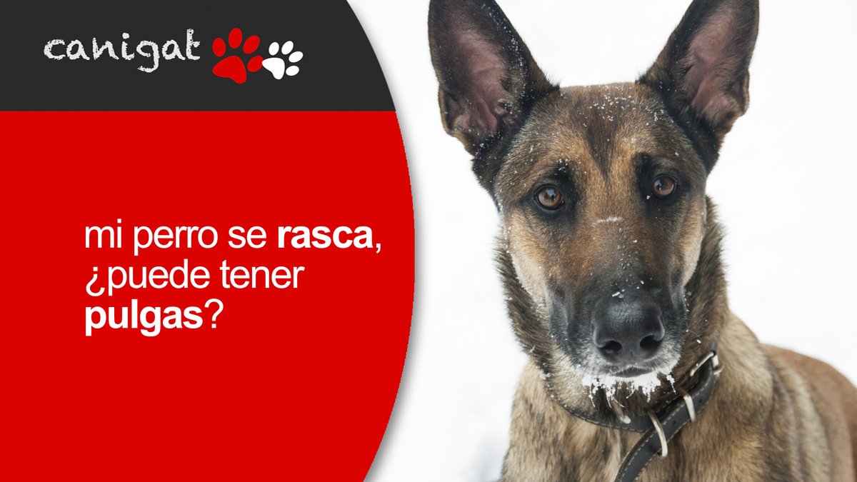 mi perro se rasca, ¿puede tener pulgas? canigat.com/PETNEWS/?post=…