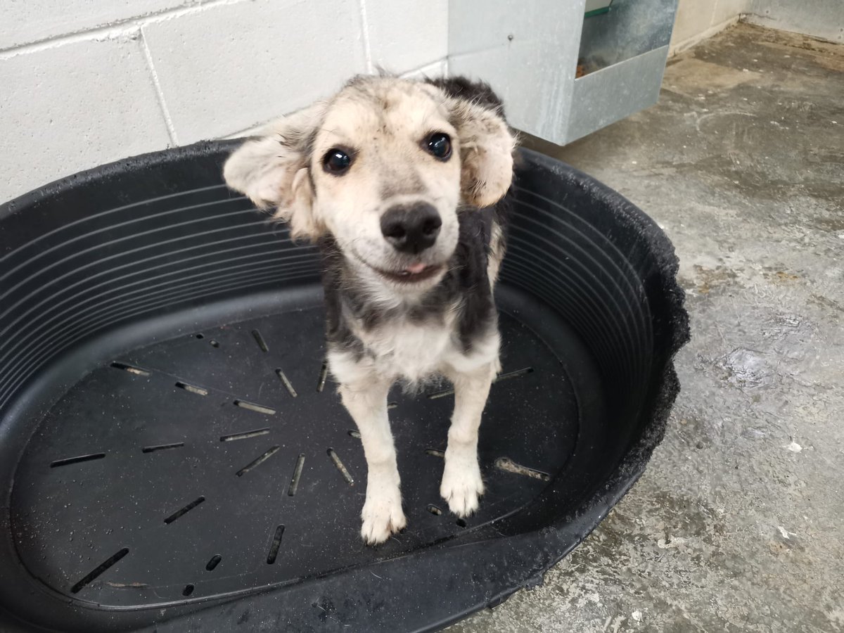 voluntacaad's tweet photo. Vols omplir casa teva d'alegria adoptant-lo? 💖 Tel: 687088841 (whatsapp)
#FemXarxa #XarxaBarcelonaAdopcions #XarxaTarragonaAdopcions #Penedès #Garraf #Anoia #adopta #AdoptaNoCompres #AdoptDontShop #pets #tinençaresponsable #sitges #Vila #2millorque1 #VilanovailaGeltru https://t.co/Eth8BdRv8J