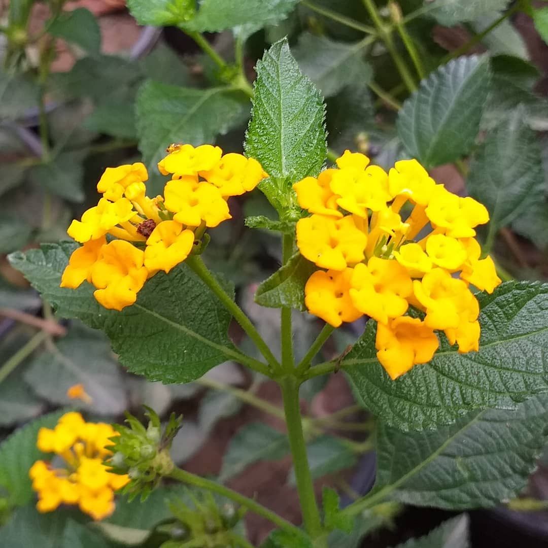 Rengarenk Ağaç Minesi (Lantana Camara) 🌸🏵🌺 Kelebeklerin gözdesidir, bakımı kolaydır ve bahçenizi ve balkonlarınıza renk katar. Yaz başından sonbaharın sonlarına kadar çiçeklidir. Egepark Fidancılık'ta.

#lantanacamara #ağaçminesi #peyzaj  #flowers #botanik #plants #istanbul