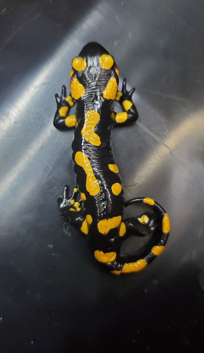 目黒のペットショップ Prop 新しくお店に来ました情報 ファイアサラマンダー 黒に黄色いまだら模様が綺麗です 東京都目黒区中央町2 37 3 03 5724 3114 目黒区 世田谷 学芸大学駅 イモリ ファイヤーサラマンダー