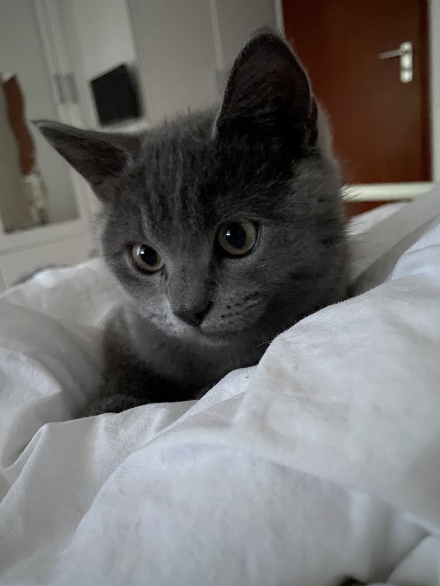 Eroooshh's tweet photo. Günaydinnn 😻😙 #simba https://t.co/sQ83yoLHrk