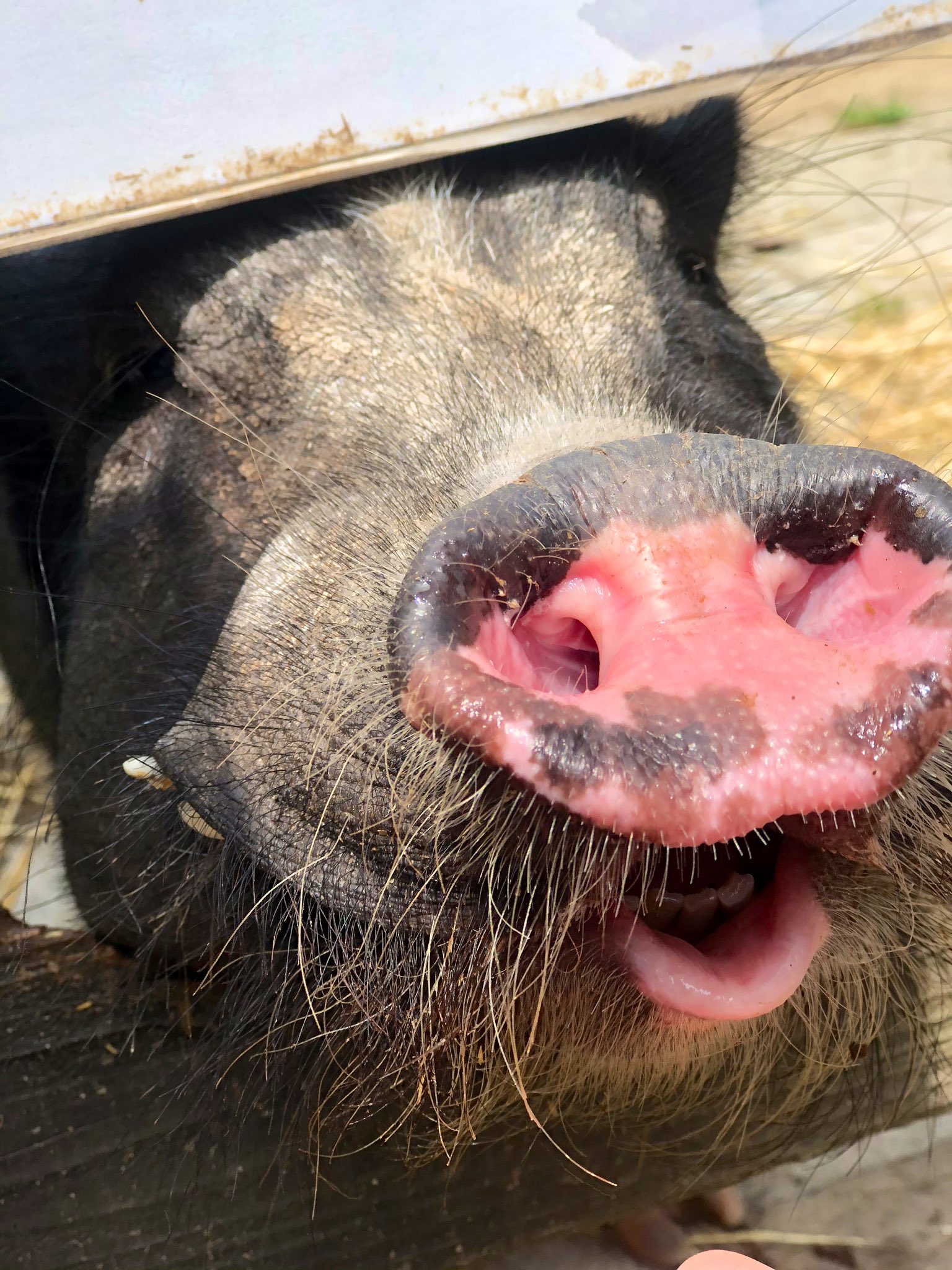 中川真桜 夏の思い出 可愛い豚を見ました 唇の感じがたまらないですね 豚が得意でない方はごめんなさい 私好みのいい感じの巻き具合で 自撮りをしてみました T Co N6d1xuqhys Twitter