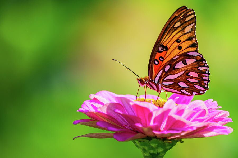 artzmaryann's tweet photo. “Gulf Fritillary on Pink Zinnia”
https://t.co/syGEVbQ207 #Butterfly #buttterflies #Fritillary #gulffritillary #zinnia #insects #flowers #butterfliesonflowers #nature #naturelovers #NaturePhotography #bokeh #beauty #beautiful #summer https://t.co/NkUTlfR3QI