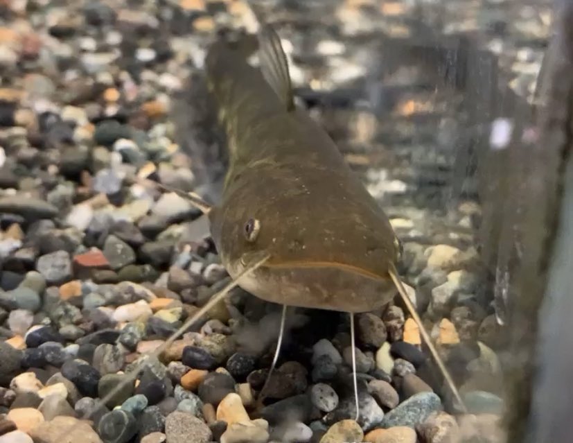 フィッシュジャパン 日本ナマズ ギギ ナマズ目は髭が可愛いですねえ どちらも在庫あります 通販も T Co K6vlijif Twitter フィッシュジャパン 日本ナマズ ギギ ナマズ目は髭が可愛いですねえ どちらも在庫あります 通販も T Co K6vlijif Twitter