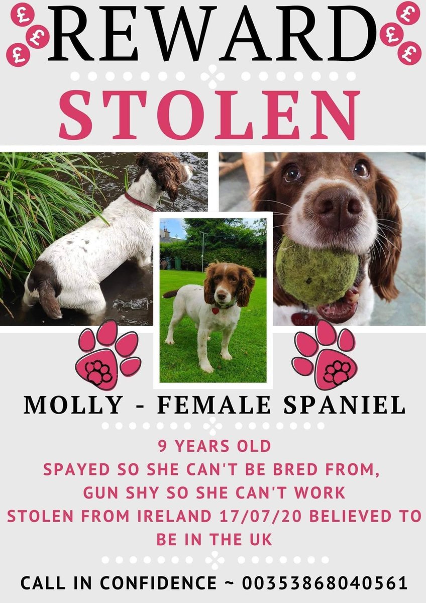 GigglesEnt's tweet photo. @piersmorgan Can you help? Dogs are being stolen from people homes all over Ireland &amp; we believe being sold around the UK. Chips are being cut out of the dogs. It’s heartbreaking for all the families. Please help these families. 💕 https://t.co/WrbNzKORVq