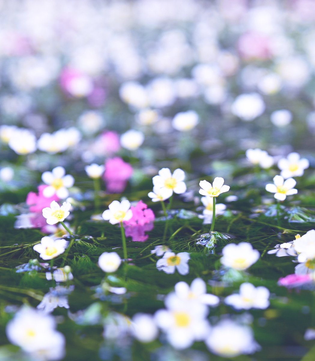 花の匂い