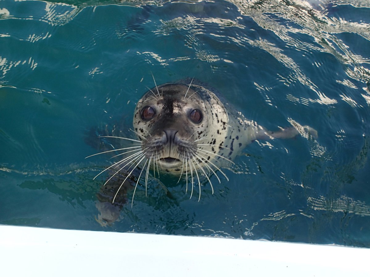 鶴岡市立加茂水族館 Auf Twitter ゴマフアザラシのももこちゃん みなさまはアザラシの可愛いところや癒されるところはどこですか 私はプールなどで顔を出しているところです 加茂水族館 ゴマフアザラシ