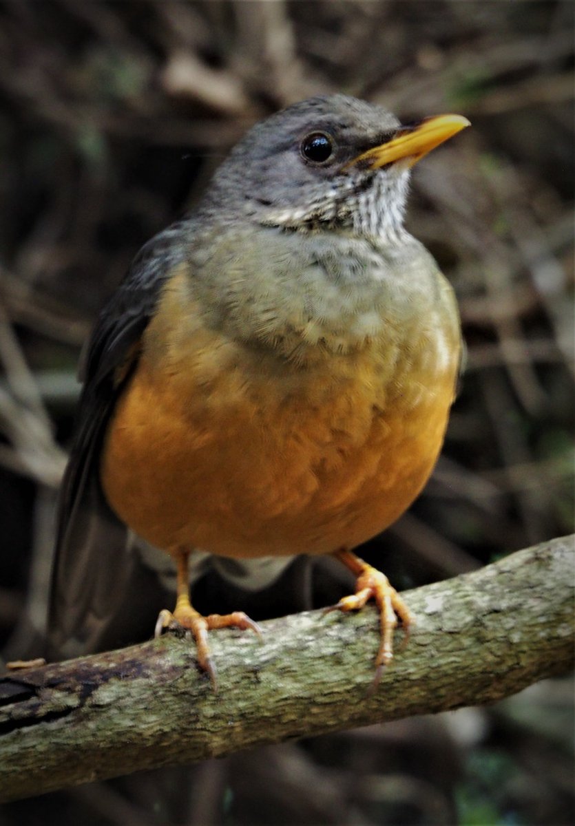 Birds_Eden's tweet photo. Please support Sanctuaries with a visit as your entry ticket can make a difference to them and the animals in their care. #yoursupportmakesadifference #saasavisit #savetourism #satourism #Birdlife #birds https://t.co/v2BuBRbDWu