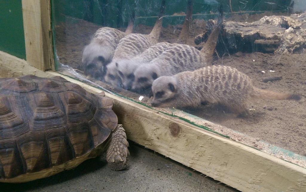 secretvalleywp's tweet photo. Good morning Twitter! Busy day ahead with families due to visit. These guys are ready to welcome you! If you can't visit us please support us by donating to our campaign https://t.co/5bNNIuYlVl https://t.co/J2ylqePnkN