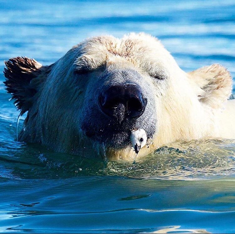 medogenloze's tweet photo. 📸
1 hshphotos
2 martinenckell
3 wildlife_ley
4 seanlophotography https://t.co/cy0TUx3bjL