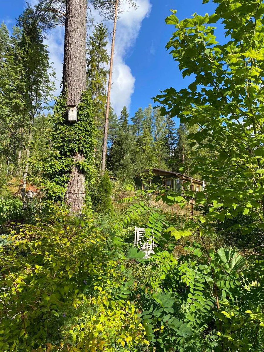 #puunhalausviikko Jaani Turunen MASin hallituksesta tekee lähempää tuttavuutta mökkitontillaan kasvavan männyn kanssa. Runkoa pitkin kiipeää köynnöshortensia.
 
Vuoden 2020 Puunhalausviikon teemana on Lähipuumatkailu. Lue lisää ja osallistu: vyl.fi/alan-kehittami…