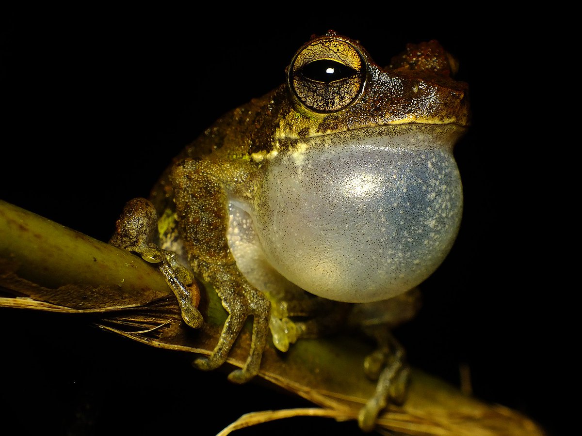 Wondering what to do with all that sound you recorded? Here's some help with new methods for identifying frogs from long-term recordings accessible to biologists #frogs #monitoring  | authors.elsevier.com/c/1ber~,XRNLgg…