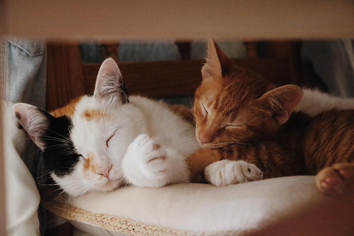 Bom dia.

Eis uma foto dos meus gatos para vocês.

Já não os vejo há duas semanas.