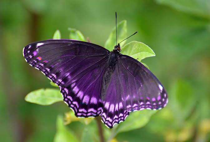 "Sushant × Butterflies"