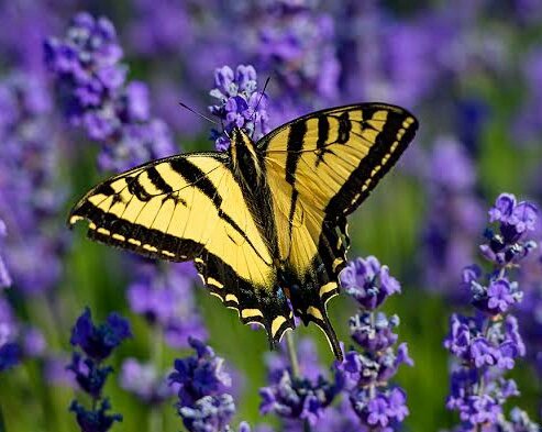 "Sushant × Butterflies"