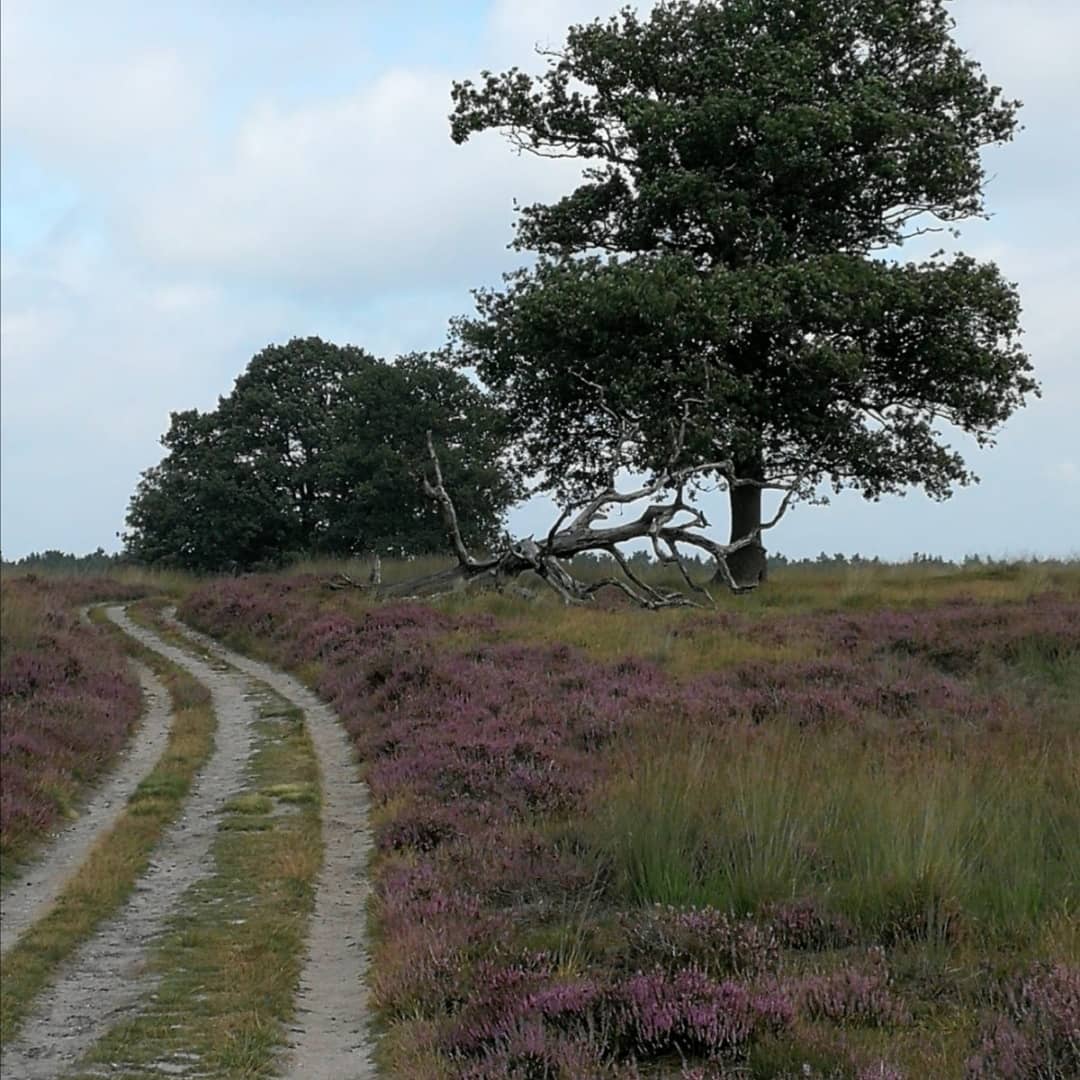 Deelerwoud wat ben je mooi!!! (En een stuk rustiger dan de bekende Posbank)

#wandel #buiten #natuur #onspanning #nederland #veluwe #hei
@Natuurmonument <a href="/Veluwe/">Veluwe</a>