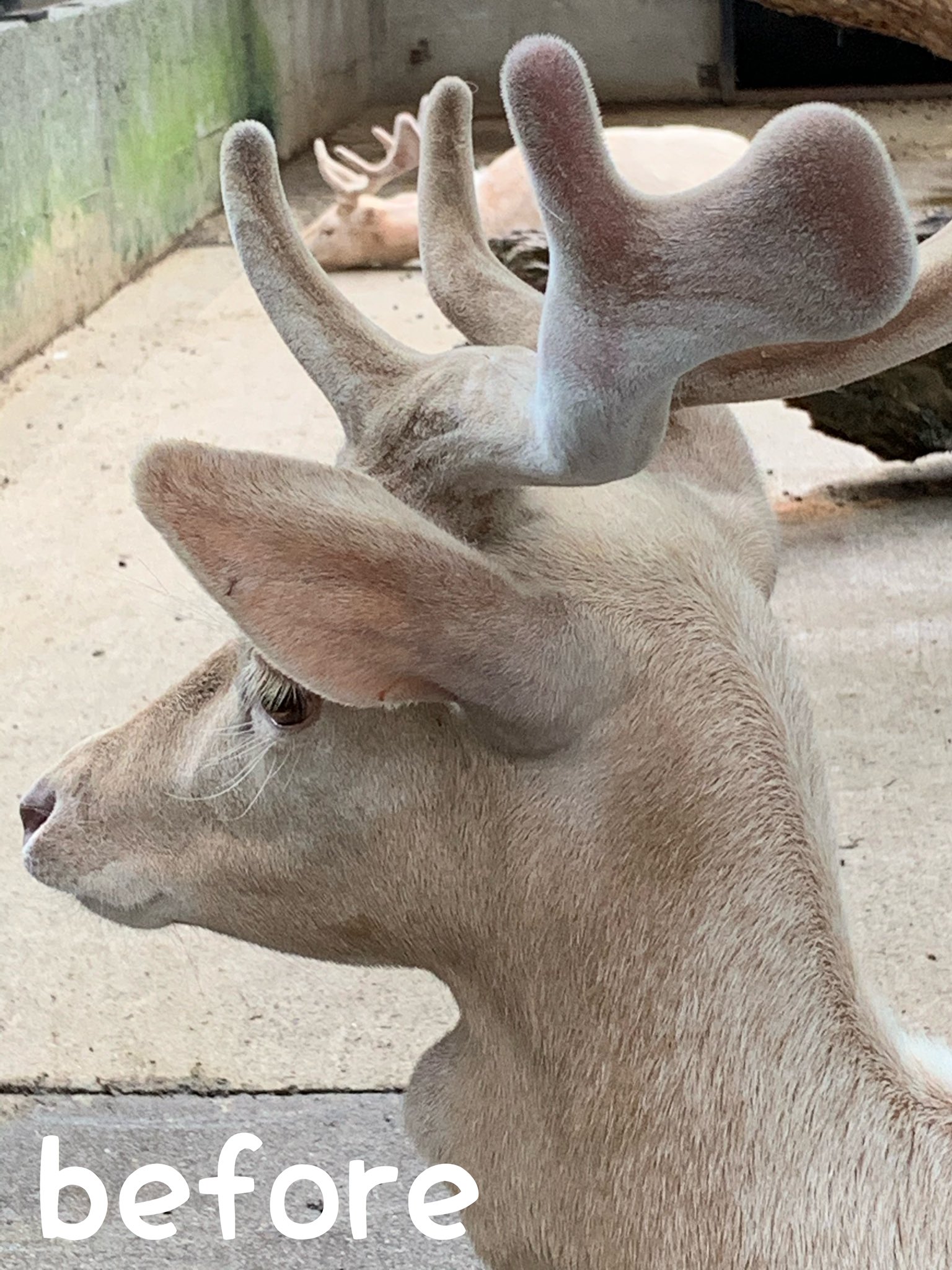 エゾシカのツノ（袋角） 【公式通販】