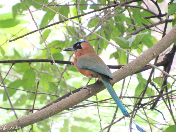 lrobertoherrera's tweet photo. #NaturalezaGuajira. Barranquero,(#Momotus momota) Multicolor y hermosa ave, que pernocta a orillas de los río. Vista en el Rio Tapia, en #Matitas. La Guajira; tierra donde el creador puso toda su creatividad. https://t.co/M47LNBinfp