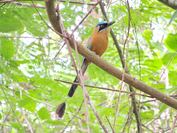 lrobertoherrera's tweet photo. #NaturalezaGuajira. Barranquero,(#Momotus momota) Multicolor y hermosa ave, que pernocta a orillas de los río. Vista en el Rio Tapia, en #Matitas. La Guajira; tierra donde el creador puso toda su creatividad. https://t.co/M47LNBinfp