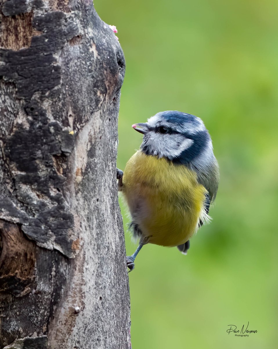 DaveSpherical's tweet photo. Best of a #Blue #tit set from this morning
@BBCSpringwatch #Wildlife #wildlifephotography #nature #naturelovers #NaturePhotography #TwitterNatureCommunity #springwatch #linconnect
@vouchaman @YourLocalLincs #Lincolnshire #lincoln #countryfile #LincsConnect https://t.co/QI5TC8kYOB