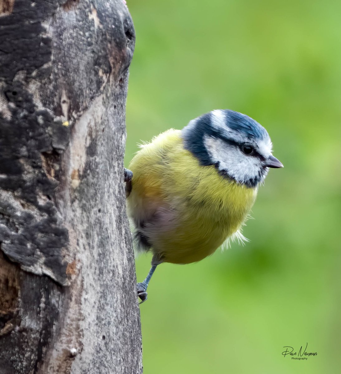 DaveSpherical's tweet photo. Best of a #Blue #tit set from this morning
@BBCSpringwatch #Wildlife #wildlifephotography #nature #naturelovers #NaturePhotography #TwitterNatureCommunity #springwatch #linconnect
@vouchaman @YourLocalLincs #Lincolnshire #lincoln #countryfile #LincsConnect https://t.co/QI5TC8kYOB