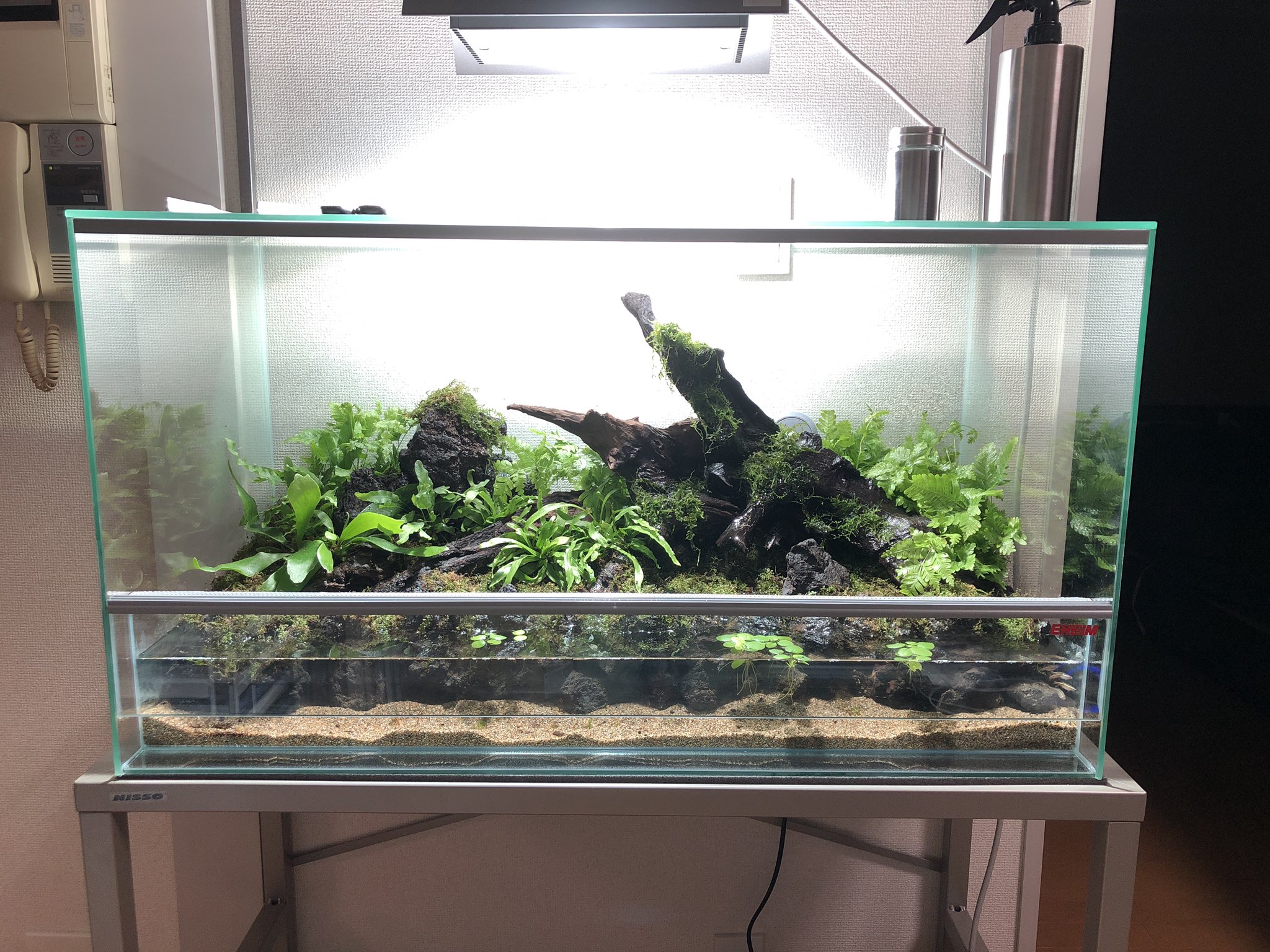 カエルdx アクアテラリウムでカエルを飼いたい その11 アクアテラリウム完成 一気に全部レイアウトして完成させちゃった テーマは特にないんですけど 強いて言うなら熱帯ジャングル 木の裏側からホースを回して流木から水がしたるようにしたり