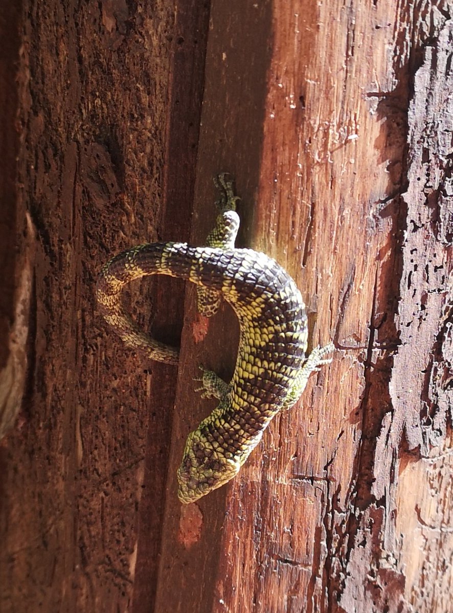 ecogumpet's tweet photo. @Herpeto_cosas Hola, me podrían decir que tipo de reptil es éste que encontré en la sierra norte del Estado de Puebla (Zacatlán)
Muchas Gracias!!!👇🏽👇🏽👇🏽 https://t.co/cXbvTfTTgo