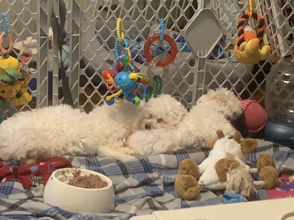 StephSilva5's tweet photo. The best dogs out there RT @StephSilva5: The best dogs out there RT @BichonPlace: Sleepy Bichon puppies #bichoninstagram #bichons #dogs #Puppies https://t.co/cK8vmwmyhm