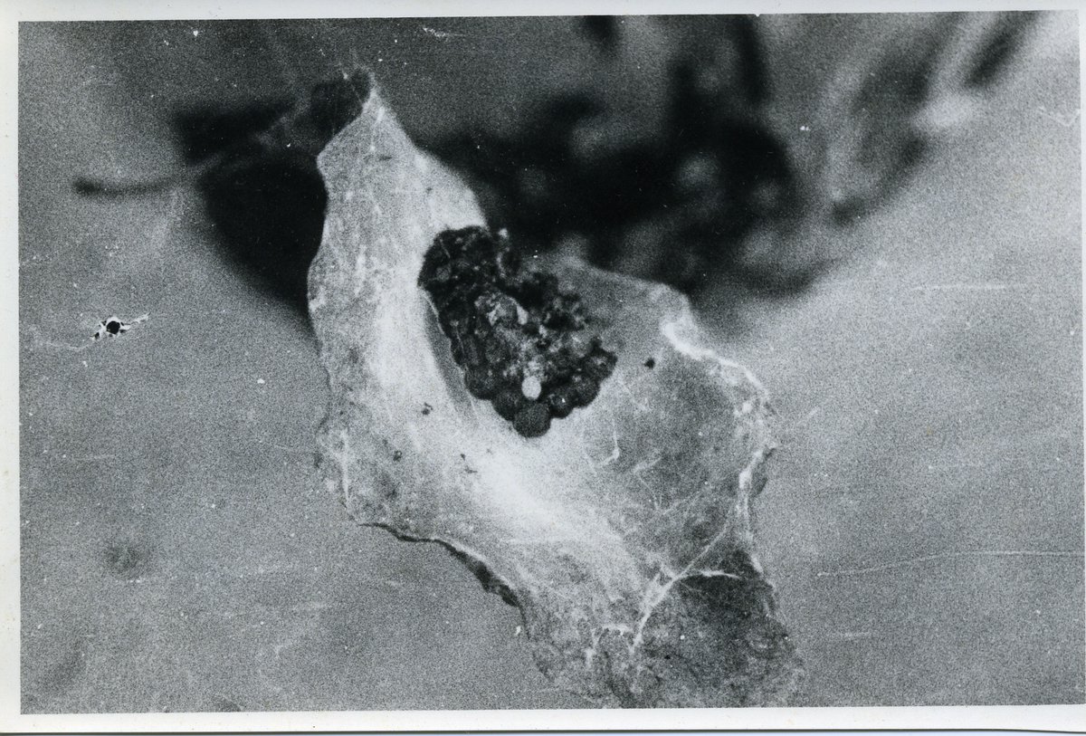 Deinopidae: Asianopis sp., Sri Lanka. Found an old manila envelope with b/w photos of a net-casting spider brought live to museum in Colombo. Kept in cage where it produced an egg sac, which was opened up later. Notes relating to this not available. c1984-1987; Opatha, Kotugoda.