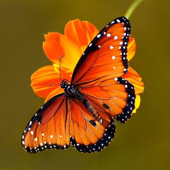 Sushant × Butterflies 