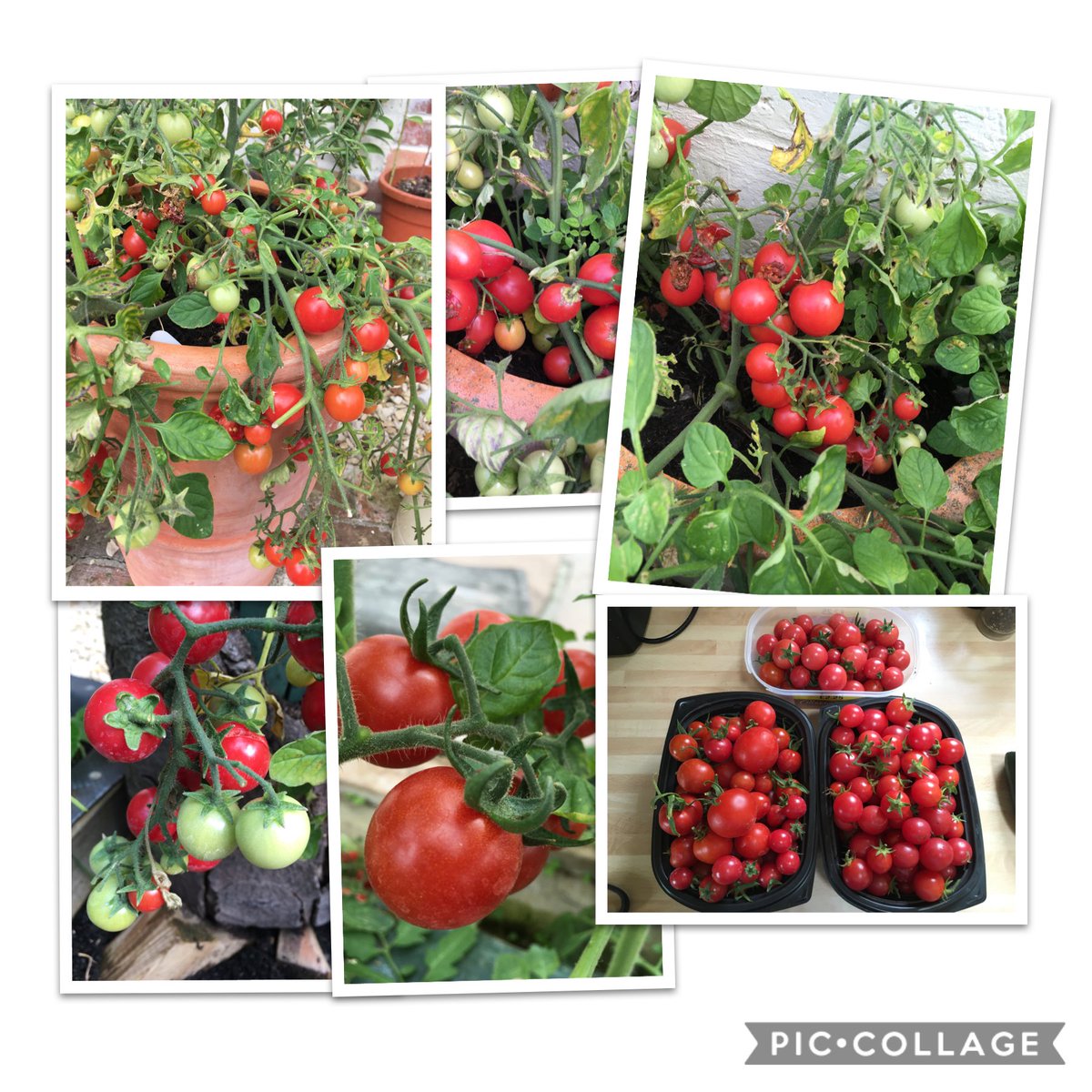 This week it’s all about Tomatoes! #sixonsaturday ⁦@mrfothergill⁩ #grownfromseed