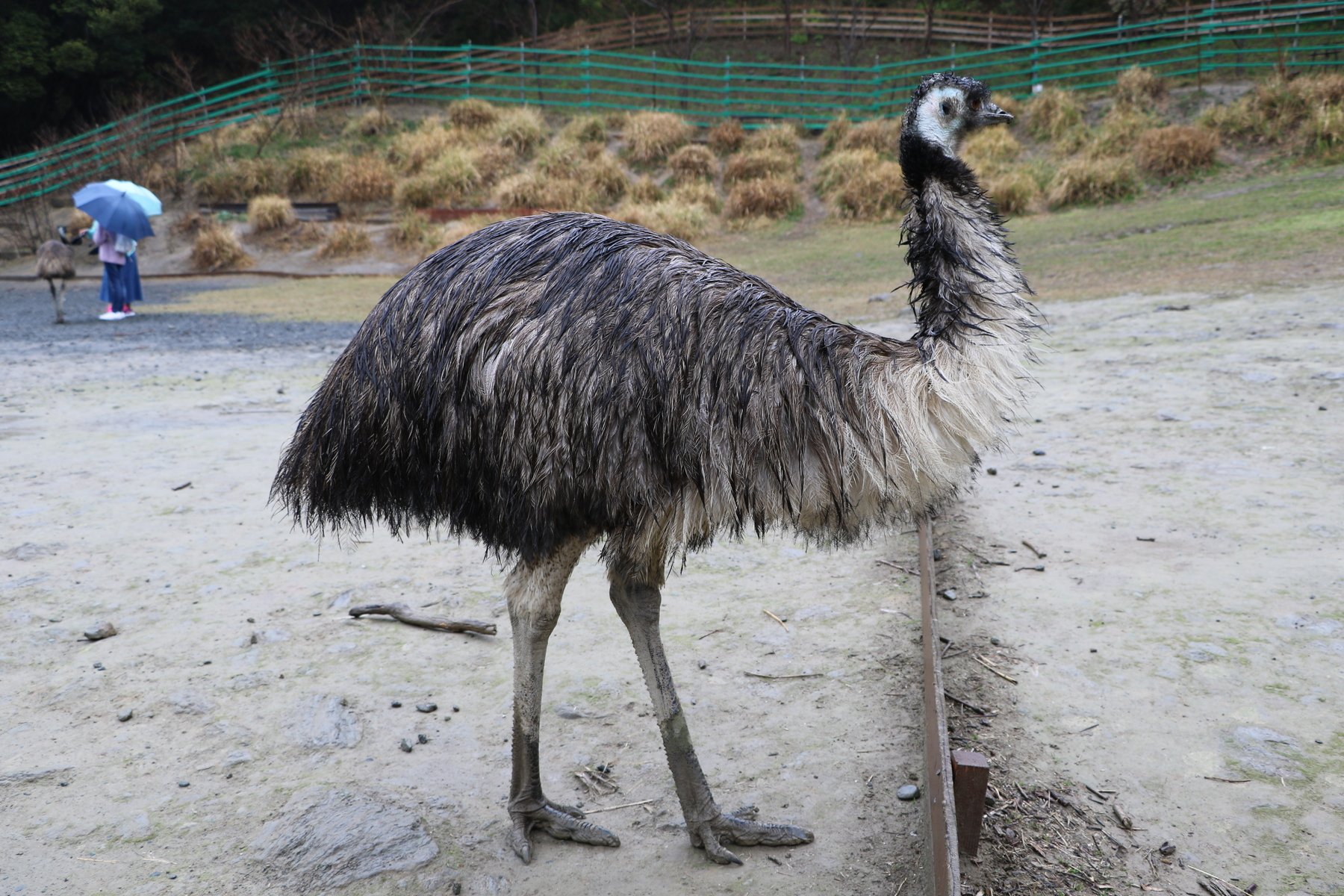千里道ハジメre 輝きのデフォルメ エミュー オーストラリア全域に飛べない鳥の一種で 鳥類の中ではダチョウに次いで大きい 人間に対する警戒心はさほど強くないが 雷や金属音等に敏感 オスとメスで鳴き声が異なり オスは低く唸るように メスは