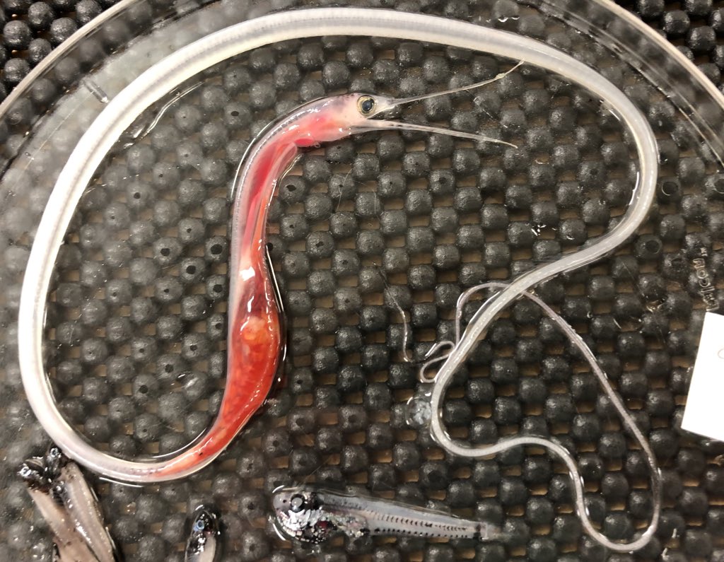 Frable's tweet image. This snipe eel, Nemichthys, had a pretty big meal! Helping #SiphWeb better understand midwater communities  #deepseafish