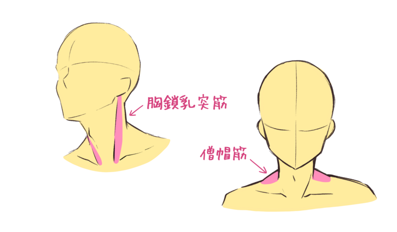 いちあっぷ By Mugenup クリエイティブ制作会社 首周りの 胸鎖乳突筋 僧帽筋 による凹凸を意識することで男性らしい首を描くことができます 男主人公を描こう 男性キャラクターの描き方 首の描き方編 いちあっぷ T Co C5hibwg6lx