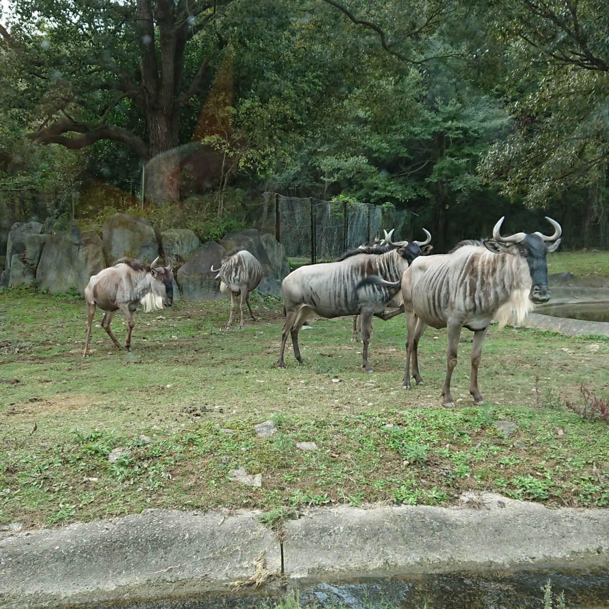 動物マニアのryu郎 ヌーは非常に魅力的な動物だと思うのですが 見ることのできる動物園はかなり少なくなってきました 写真は姫路セントラルパークで撮影しました 動物マニアのryu郎 ヌーは非常に魅力的な動物だと思うのですが 見ることのできる動物園はかなり少なくなってきました 写真は姫路セントラルパークで撮影しました