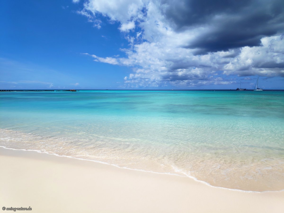 Seeing_Nature's tweet photo. Fine White Powder.
That fine #sand, that you may enjoy feeling between your toes when on the #beach, takes thousands, even mil of years to form. This involves erosion &amp; weathering of stones &amp; pebbles, but in #coral islands like in the #Caribbean, also parrotfish poop. /1
#nature https://t.co/TZS18Ir6Om