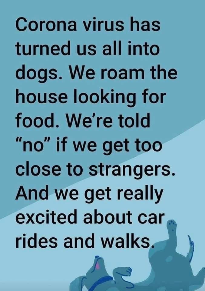 AlohaIndigoGirl's tweet photo. Woof! π
#2020 #NewNormal #SoWellBehaved https://t.co/8Qyhej1ihJ