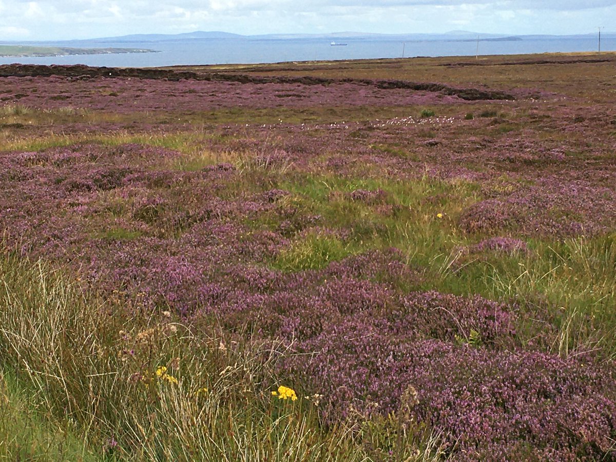 Mike_Palfreman's tweet photo. Even the heather’s “on brand” for @HavenHouseCH #JOGLE2020 https://t.co/WFQa53FT2r