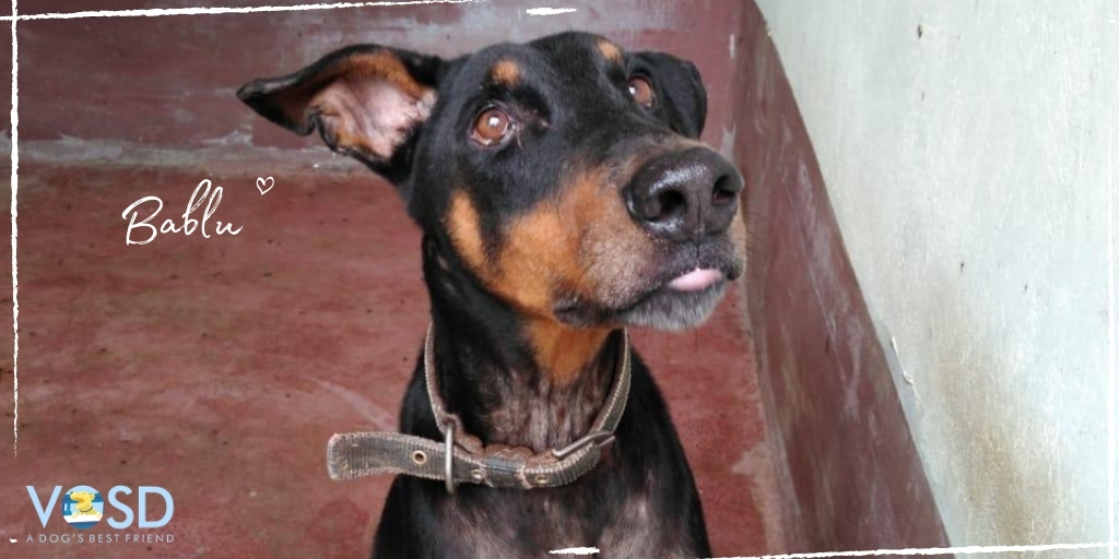 VOSD1's tweet photo. Bablu was an abused Doberman. He has been with us since 2017 and is now living a comfortable and healthy life.

Donate now:
https://t.co/B2TvFOmJJM 

#InsideOut #vosd #doglovers #dogsofvosd #vosddogs #DogsAreIncredible #stories #dogrescues #rescues #dogrescuestories #vosdrescues https://t.co/Tro0uvz2Fz