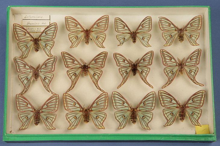 MNCN_Col's tweet photo. The MNCN preserves one of the best collections of the Spanish moon moth (Graellsia isabellae), described in 1849 by #Graells. For more than a century it was a piece coveted by scientists and collectors, who did not hesitate to travel to Spain to try to capture it. #Butterflies https://t.co/HYwcRUhhf6
