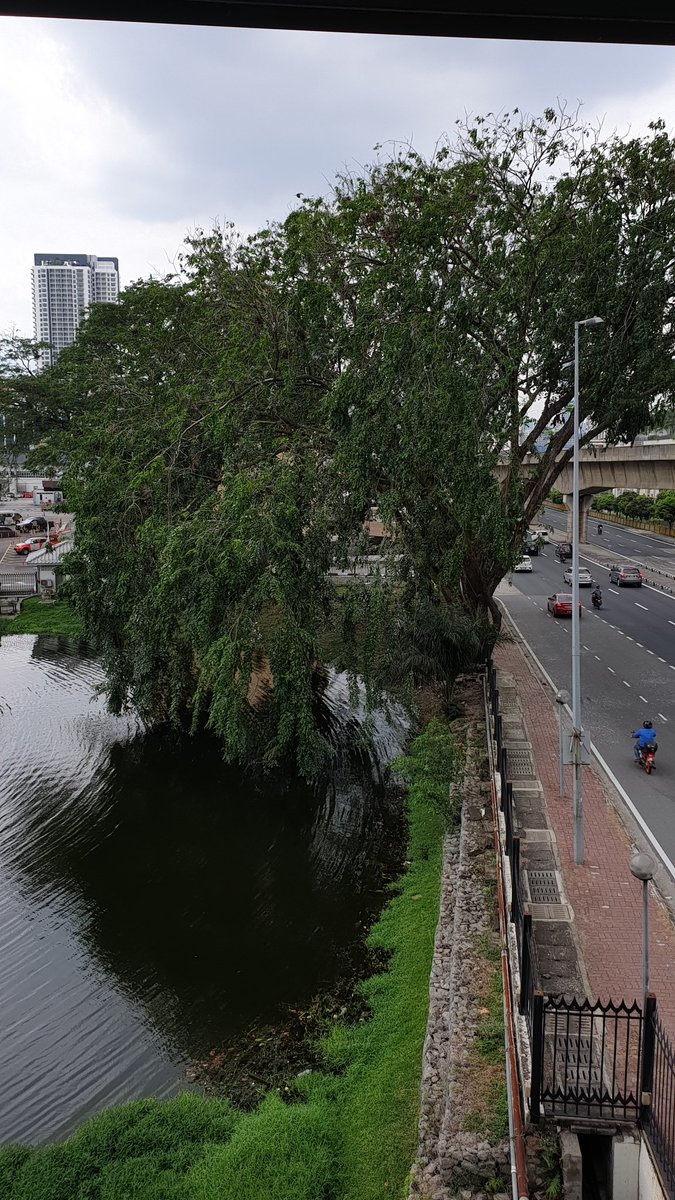 A lovely little pond & i saw many big birds sitting on the tree. No doubt feasting on yummy fish.  Bird - black/white/grey w streaks across eyes. Big beaks like kingfisher. Anyone knows? A swatch of nature struggling to coexist w us in our jungle of concrete & metal machines.