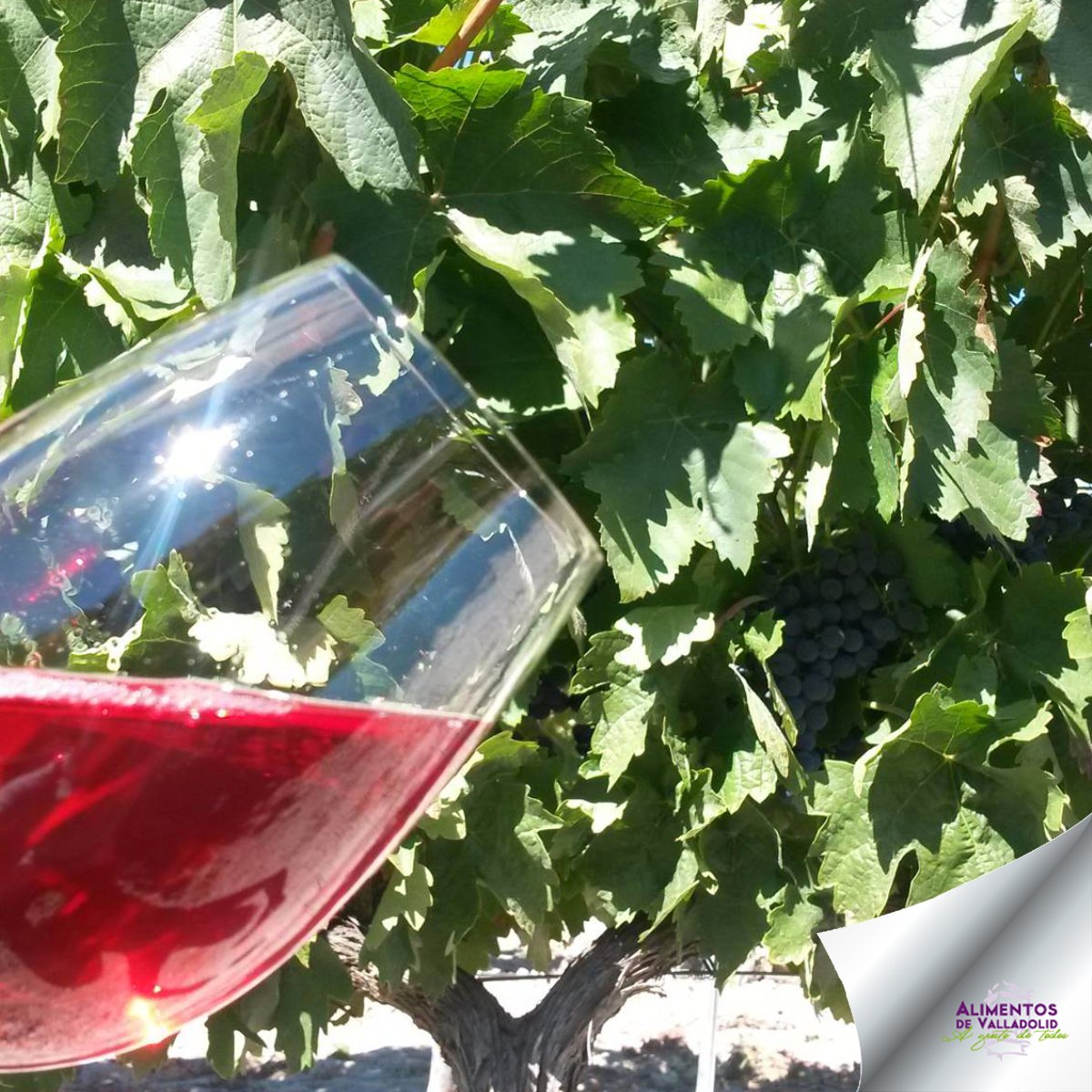 Disfruta en  <a href="/BSinforiano/">Bodegas Sinforiano</a> de una experiencia de cata y/o catering sin igual 🙌 Acércate al mundo vitivinícola reservando tu visita en administracion@sinforianobodegas.com o en 983 66 30 08 <a href="/Dip_Va/">Diputación de Valladolid</a> #AlimentosdeValladolid #Valladolidysusvinos