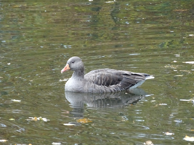 duckoftheday's tweet photo. 29 Aug 2020 - weekend waterfowl https://t.co/iyYmupWCLy