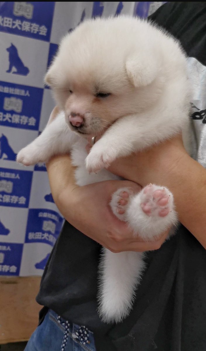 あきほ 秋田犬保存会 秋田犬会館 赤ちゃんほわほわ T Co Hueyvualuq Twitter