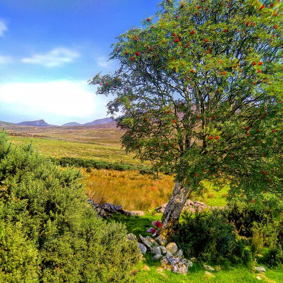 Beautiful Mourne Mountains, Co  #Down, N  #Ireland. Mournes are made up of 12 mountains with 15 peaks & include the famous Mourne wall (keeps sheep & cattle out of reservoir)! Area of Outstanding Natural Beauty. Partly  @NationalTrustNI. ©Daniel Mcevoy (with lovely cat!)  #caturday