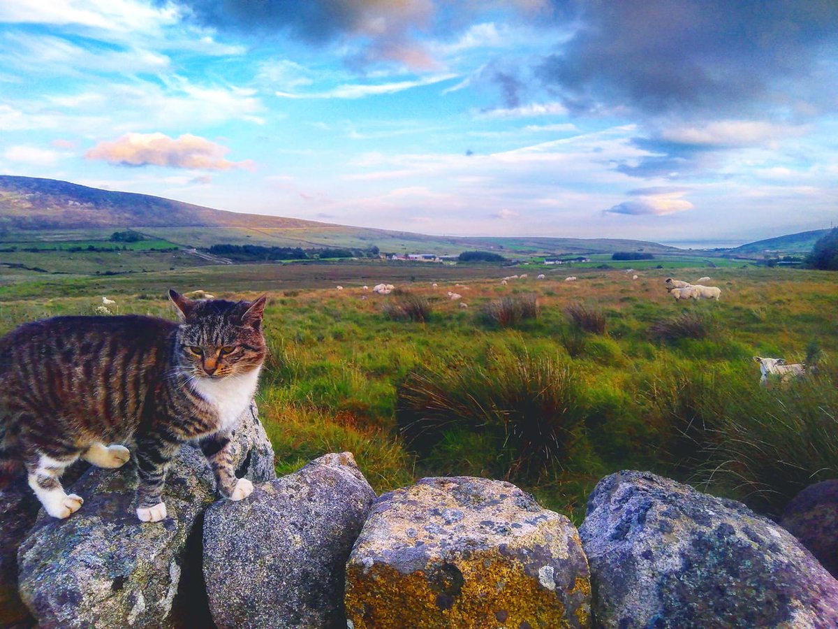 Beautiful Mourne Mountains, Co  #Down, N  #Ireland. Mournes are made up of 12 mountains with 15 peaks & include the famous Mourne wall (keeps sheep & cattle out of reservoir)! Area of Outstanding Natural Beauty. Partly  @NationalTrustNI. ©Daniel Mcevoy (with lovely cat!)  #caturday