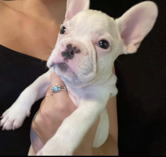 GrizCalderon's tweet photo. Any advice on training a deaf puppy? Louie will be loved and he shall have everything he needs. Tomorrow he comes home. #frenchiegoals #TeslaElvis @jamesbuchanan27 @Lily31986219 @rikstylz #dogsoftwitter #frenchiesoftwitter #LouieTheFrenchie β€οΈπΆπ https://t.co/XLevXc7aVu