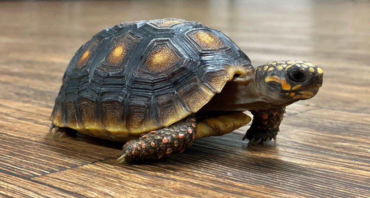 DiscoveryOcala's tweet photo. Pteri is slowly, but surely, making his way over to his computer so he can register for fall classes at the Discovery Center! Registration ends on September 10th, so reserve your students spot today #tortoise #pteri #ocaladiscoverycenter #willhemakeit?? #you'llhavetocometoclass https://t.co/hdXKzQ51Rz