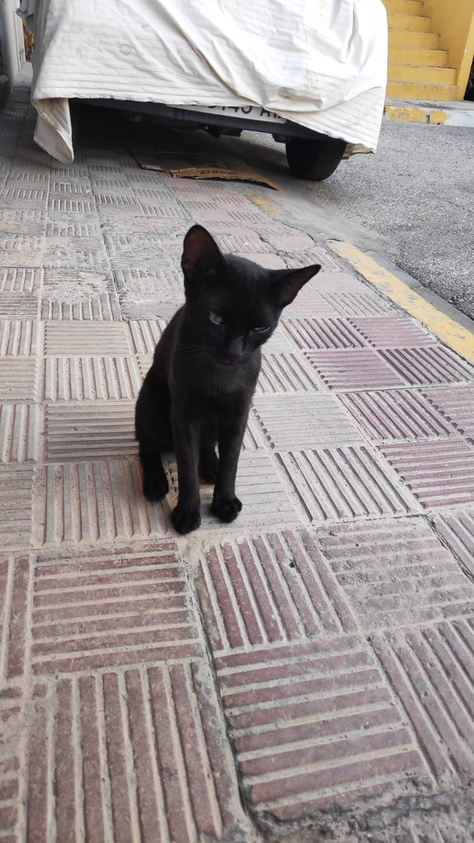 pluvisca7's tweet photo. Este gatito malvive en la C/ de Alcala de Guadaira (Sevilla) tiene unos 5 meses. Por ahora,   lo estan alimentando algunos vecinos, pero corre peligro ya que es muy cariñoso y no sabes si alguien puede hacerle daño Necesita un hogar dónde se le de cariño . Mi número es 687364110. https://t.co/PIEisup5RL