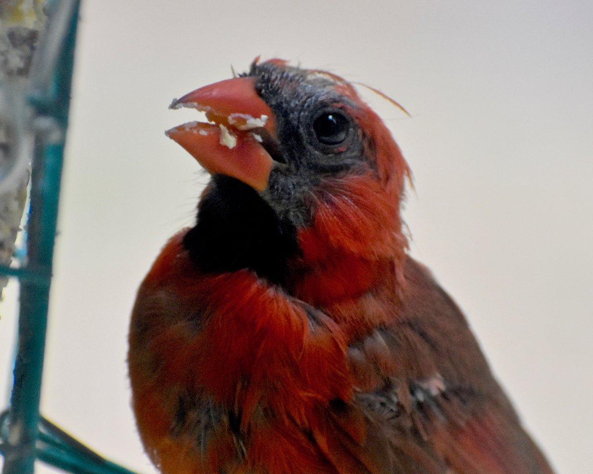 MonaLisaLvsHeah's tweet photo. 7:30am and I've already got my #birdstalking in. They're very busy this morning:
1. Tree Sparrow w/Morning Glory 2. Blue Jay 3. Cardinal 4. Hairy Woodpecker
#birds #backyardbirds #photos #SaturdayMorning https://t.co/9xlDU8VlFQ